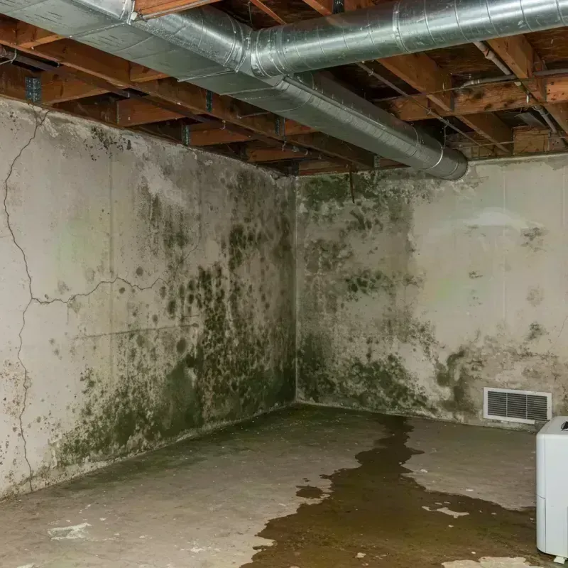 Professional Mold Removal in Jacksonville, IL